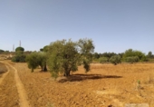 Non-developable land for sale on España, Villarrasa, ref: TR355788 photo