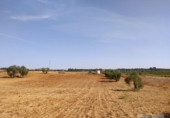 Non-developable land for sale on España, Villarrasa, ref: TR355788 photo