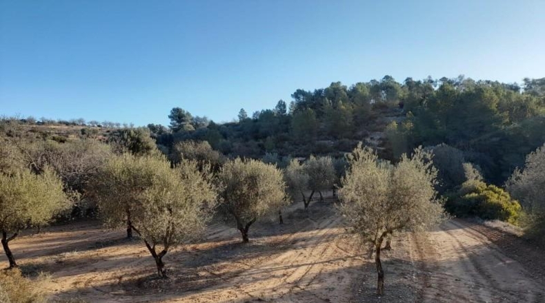 Tarragona - Corbera d'Ebre - 83965m2