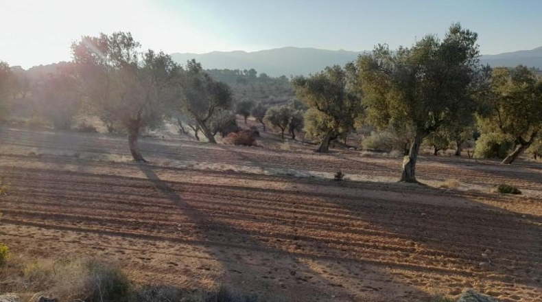 Tarragona - Corbera d'Ebre - 83965m2