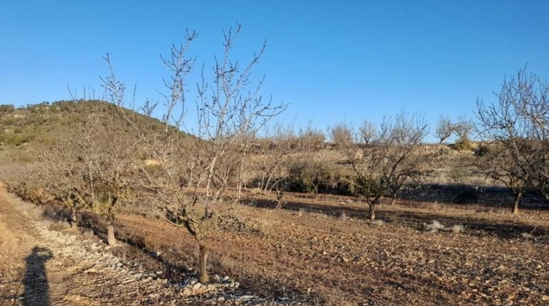Tarragona - Corbera d'Ebre - 83965m2