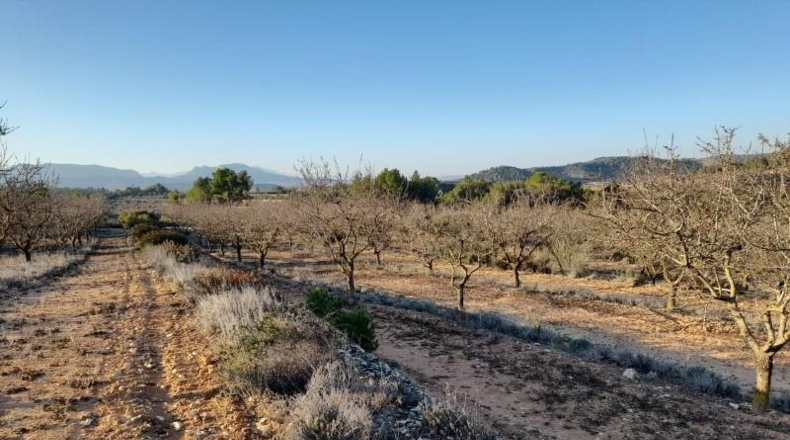 Tarragona - Corbera d'Ebre - 83965m2