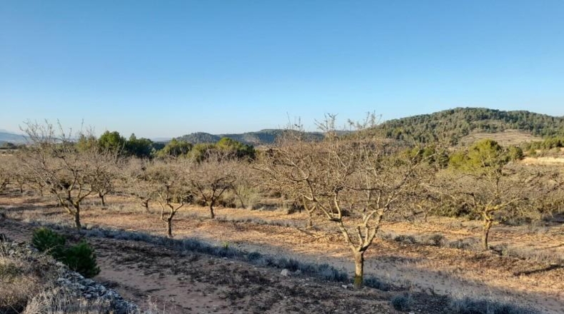 Tarragona - Corbera d'Ebre - 83965m2