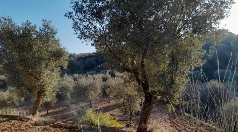 Tarragona - Corbera d'Ebre - 83965m2