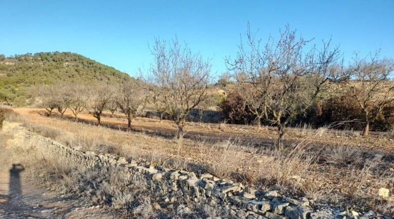 Tarragona - Corbera d'Ebre - 83965m2