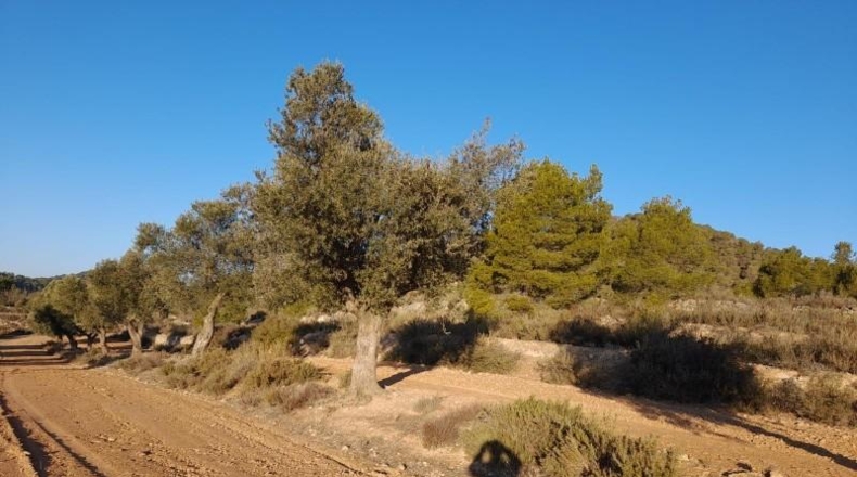Tarragona - Corbera d'Ebre - 83965m2