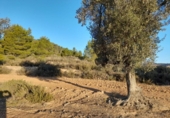 Земля, подлежащая урбанизации на продажу у города Corbera d'Ebre Фото
