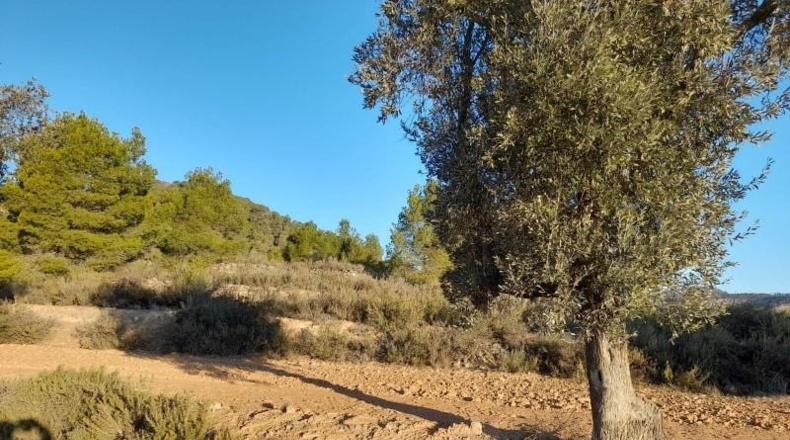 Tarragona - Corbera d'Ebre - 83965m2