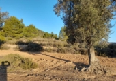 Земля, подлежащая урбанизации на продажу у города Corbera d'Ebre Фото