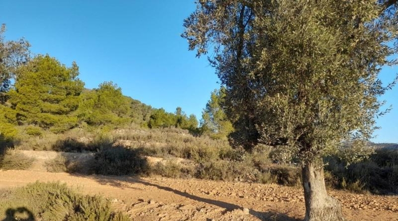 Tarragona - Corbera d'Ebre - 83965m2