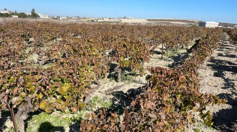 Cádiz - Sanlúcar de Barrameda - 4151m2