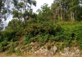 Non-developable land for sale on España, Vilar, ref: TR115480 photo