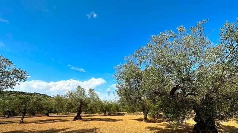 Tarragona - Freginals - 20446m2