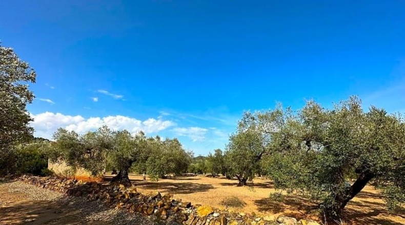 Tarragona - Freginals - 20446m2