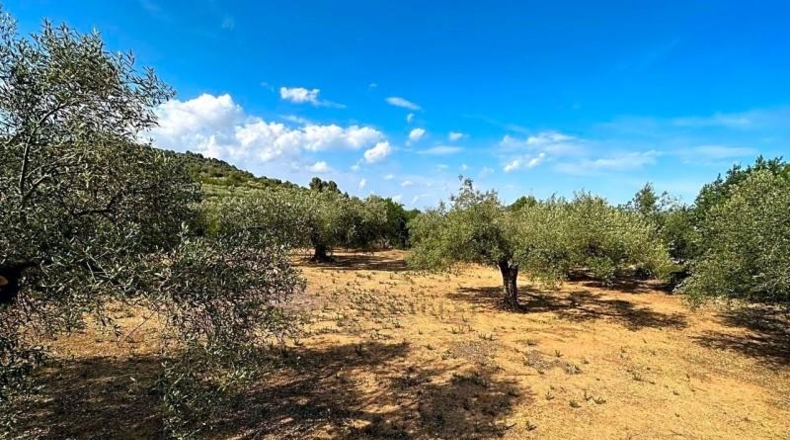 Tarragona - Freginals - 20446m2