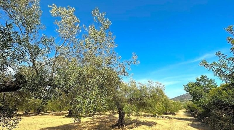 Tarragona - Freginals - 20446m2