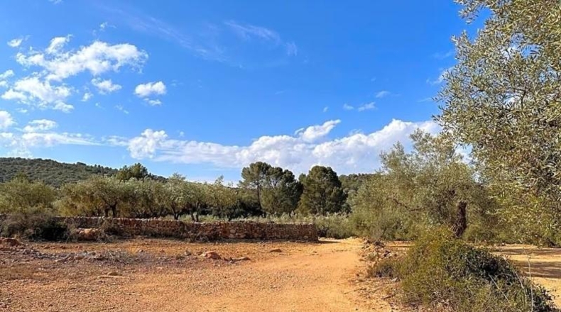 Tarragona - Freginals - 20446m2