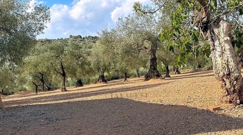 Tarragona - Freginals - 20446m2