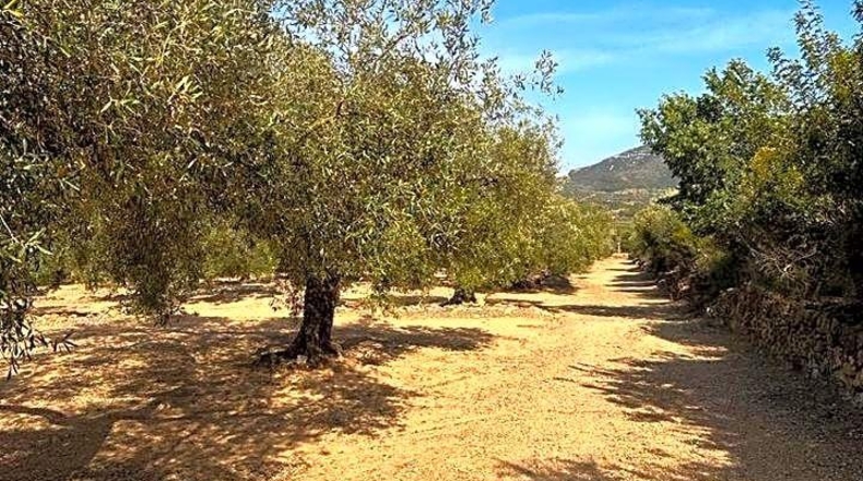 Tarragona - Freginals - 20446m2