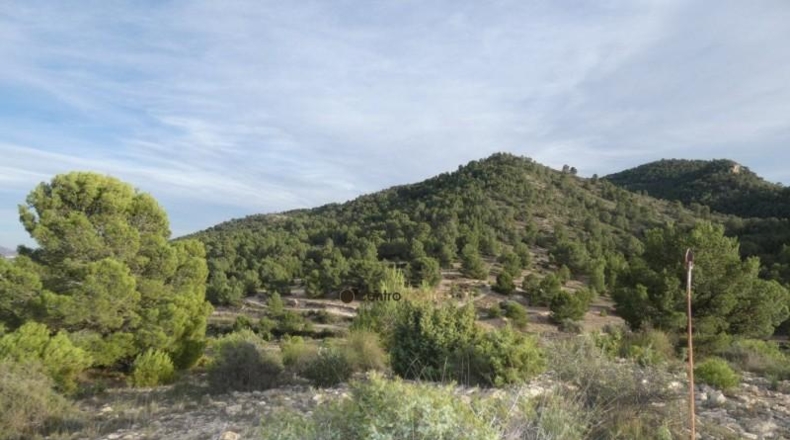 Alicante - Monóvar - 10041m2