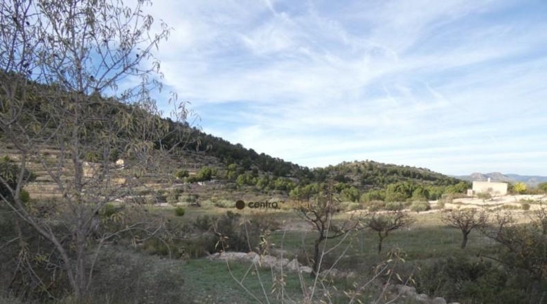 Alicante - Monóvar - 10041m2