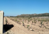 Chalet independiente con terreno en venta en Yecla ref: TR403203 foto