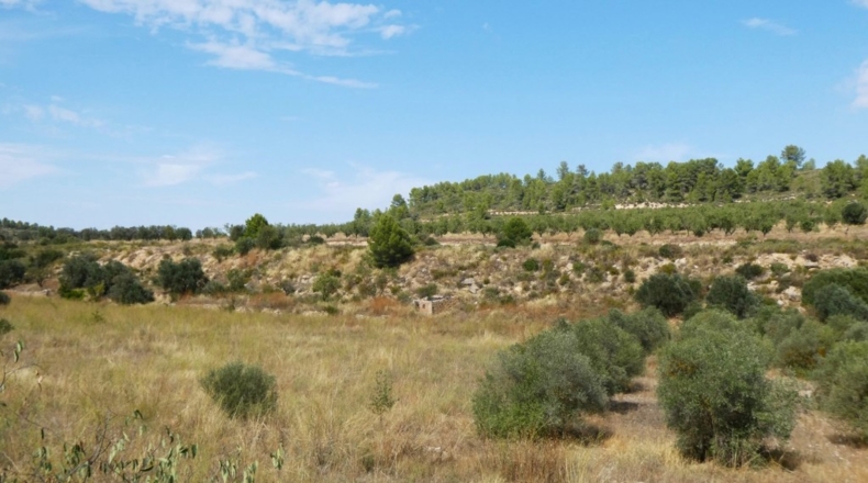 Tarragona - Caseres - 4800m2