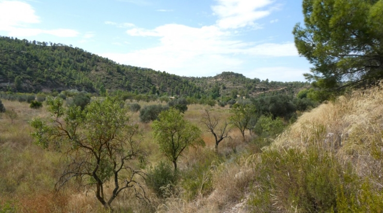 Tarragona - Caseres - 4800m2