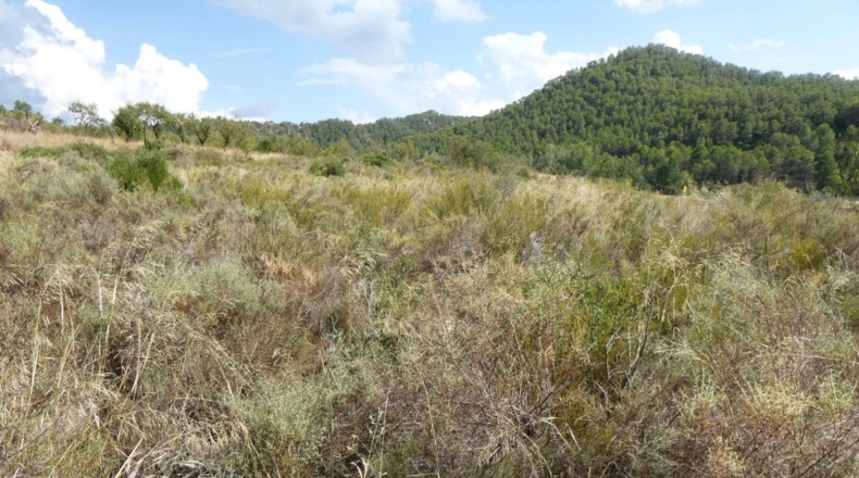 Tarragona - Caseres - 4800m2