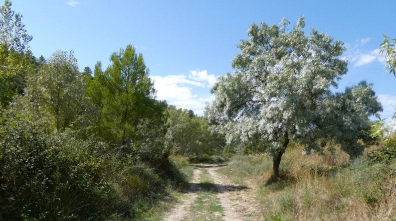 Tarragona - Caseres - 4800m2