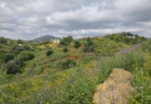 Terreno no urbanizable en venta en la Polígono 14 Parcela 580 ENTRE RIOS. MIJAS, Campo-Mijas, ref: TR403095 foto