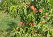 Sòl urbà en venda a Alcalá de Guadaíra ref.: TR403121 foto