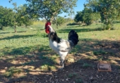 Sòl urbà en venda a Alcalá de Guadaíra ref.: TR403121 foto