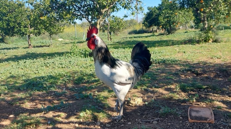 Sevilla - Alcalá de Guadaíra - 3774m2