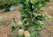 Sòl urbà en venda a Alcalá de Guadaíra ref.: TR403121 foto