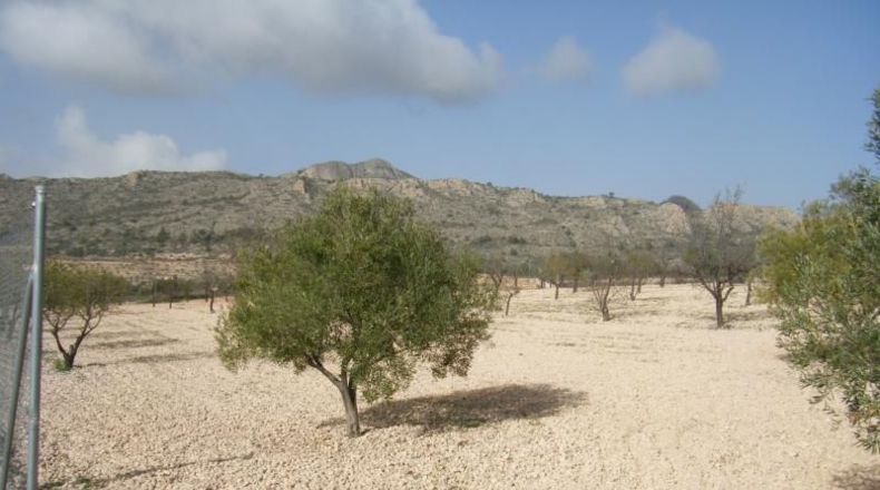 Alicante - Sax - 5136m2