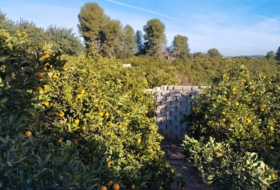 Sumacàrcer 49728&nbsp;m² 
