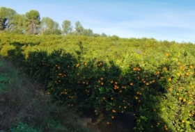 Sumacàrcer 49728&nbsp;m² 