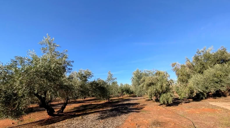 Jaén - Linares - 22243m2