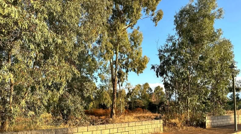 Jaen - Linares - 1220m2
