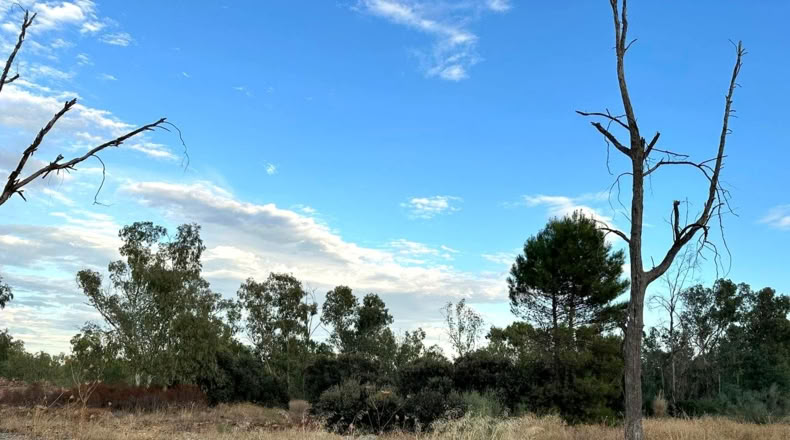 Jaen - Linares - 1220m2