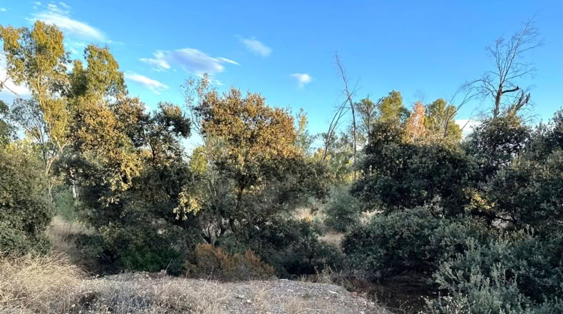 Jaen - Linares - 1220m2