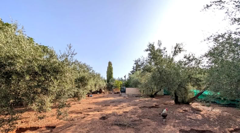 Хаэн - Linares - 1200m2