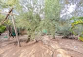 Casa de camp amb terreny en venda a la España, Linares, ref.: TR315883 foto
