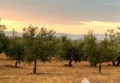 Terreny no urbanitzable en venda a la España, Linares, ref.: TR258459 foto