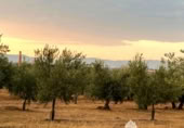 Terreny no urbanitzable en venda a la España, Linares, ref.: TR258459 foto