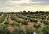 Terreny no urbanitzable en venda a la España, Linares, ref.: TR258459 foto