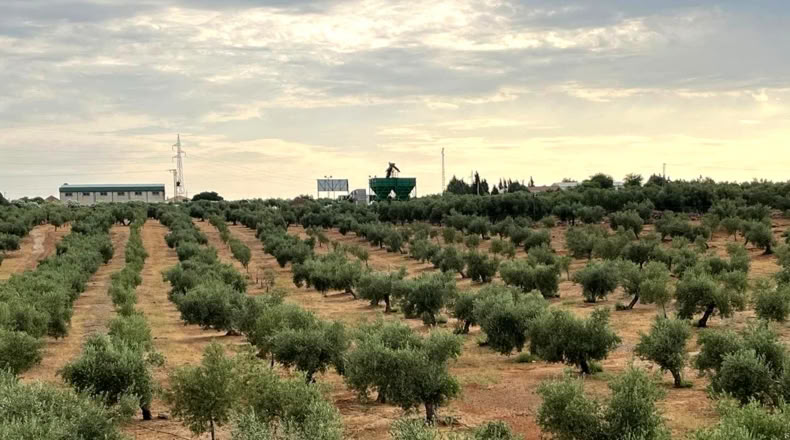 Jaen - Linares - 47439m2