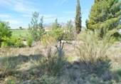 Vil·la amb terreny en venda a la España, Benamaurel, ref.: TR231757 foto