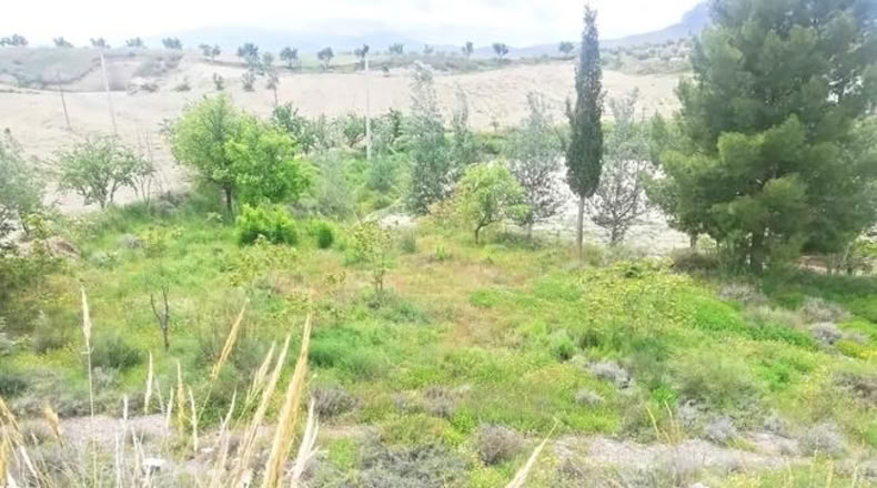 Granada - Benamaurel - 1200m2